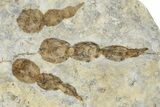 Dinosaur (Grallator) Track - Positive Impression #366860-1